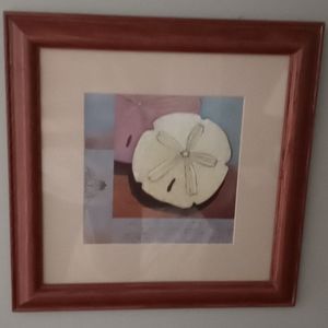Seashell picture